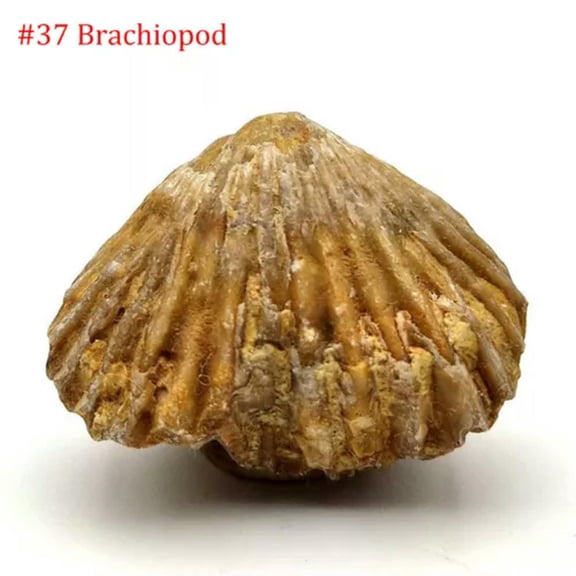 MATROOY Natural Trilobite, Crinoid ,Petrified Wood ,Crystals Rock Specimen etc...-#37 Brachiopod (1-2cm)-1PC (Random Pick)