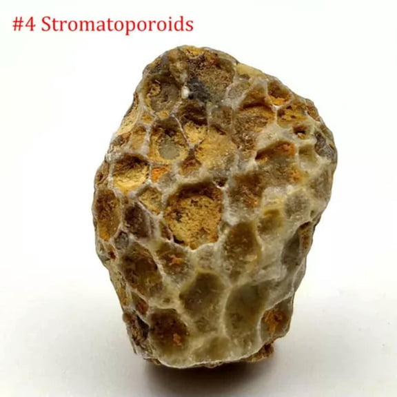 MATROOY Natural Trilobite, Crinoid ,Petrified Wood ,Crystals Rock Specimen etc...-#4 Stromatoporoids (1.5-4cm)-1PC (Random Pick)