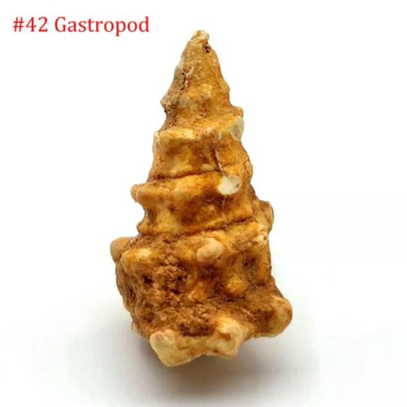 MATROOY Natural Trilobite, Crinoid ,Petrified Wood ,Crystals Rock Specimen etc...-#42 Gastropod (1-3cm)-1PC (Random Pick)