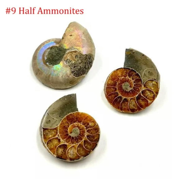 MATROOY Natural Trilobite, Crinoid ,Petrified Wood ,Crystals Rock Specimen etc...-#9 Half Ammonites (2-3cm)-1PC (Random Pick)