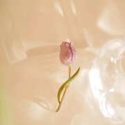 MATROOY Wedding Tulip Corsage Pink Flower Brooches For Women And Men Party Suit Pin WY4