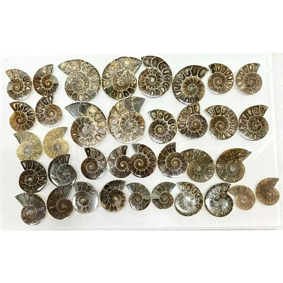 MATROOY Wholesale Lot 1 Lb Natural Ammonite Crystal Healing Energy