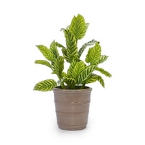 MAYEERTY 3 Pack Ceramic Planter Pot, Planter for Indoor Outdoor Patio, Garden, Antique Yellow