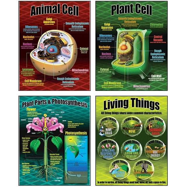 TEACHER CREATED RESOURCES Life Science Teaching Poster Set 077 ...