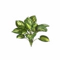 thumbnail image 1 of MDR Trading Inc.  Green Hosta Bush Faux Plants And Trees, 1 of 1