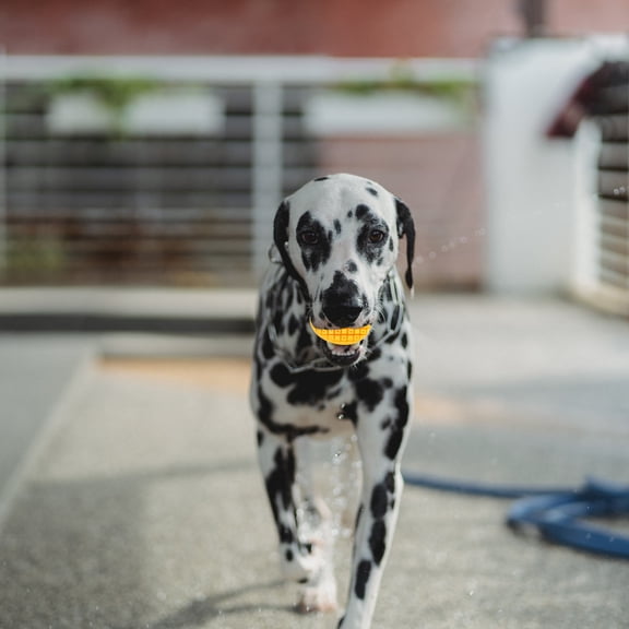 MEIBUTYUP 2Pcs Stimulating Dog Toys for Training Sessions with TPR Mango Shape