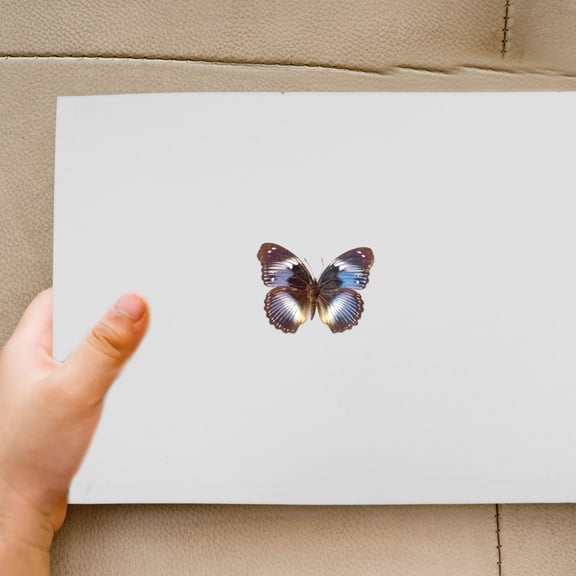 MEIBUTYUP White Entomology Mounting Board for Butterfly Wings Display and , Collector's Pad