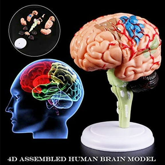 MEIDELI Removable Anatomical Human Internal Brain Model Medical Sculptures Teaching Tool