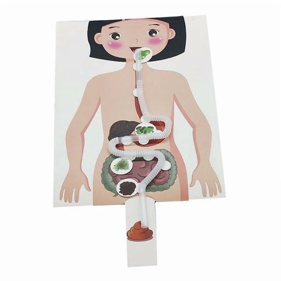 MERIGLARE 2xHuman Digestive System Model, Early Education Simulation Body Parts Organs, Creative Human Body Parts Puzzle for Adults Kids 6 Pcs