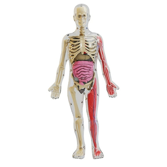 MERIGLARE Human Body s Toy Body Parts Organs Removable Organs Teaching Material Teaching Play Set for Class Display Teacher Supplies