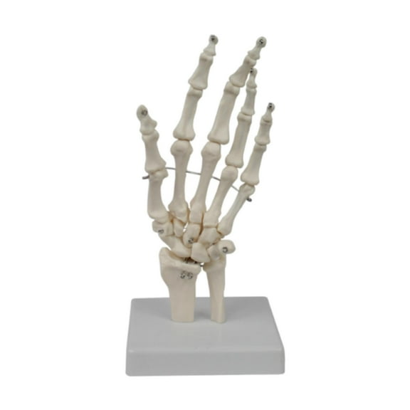 MERIGLARE Human Hand Model Educational Model Realistic Sturdy Teaching Aid Human Skeleton Models for Research Learning Display