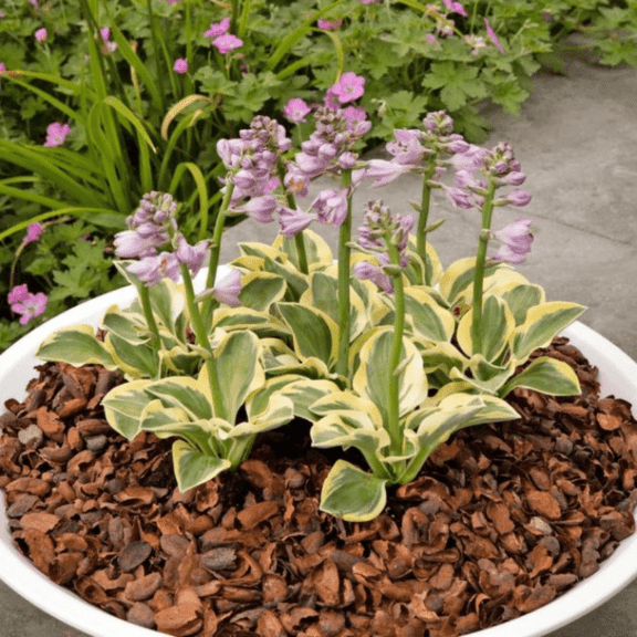 Hosta Mighty Mouse - Miniature Variegated Shade Plant, Slug Resistant, Bareroot