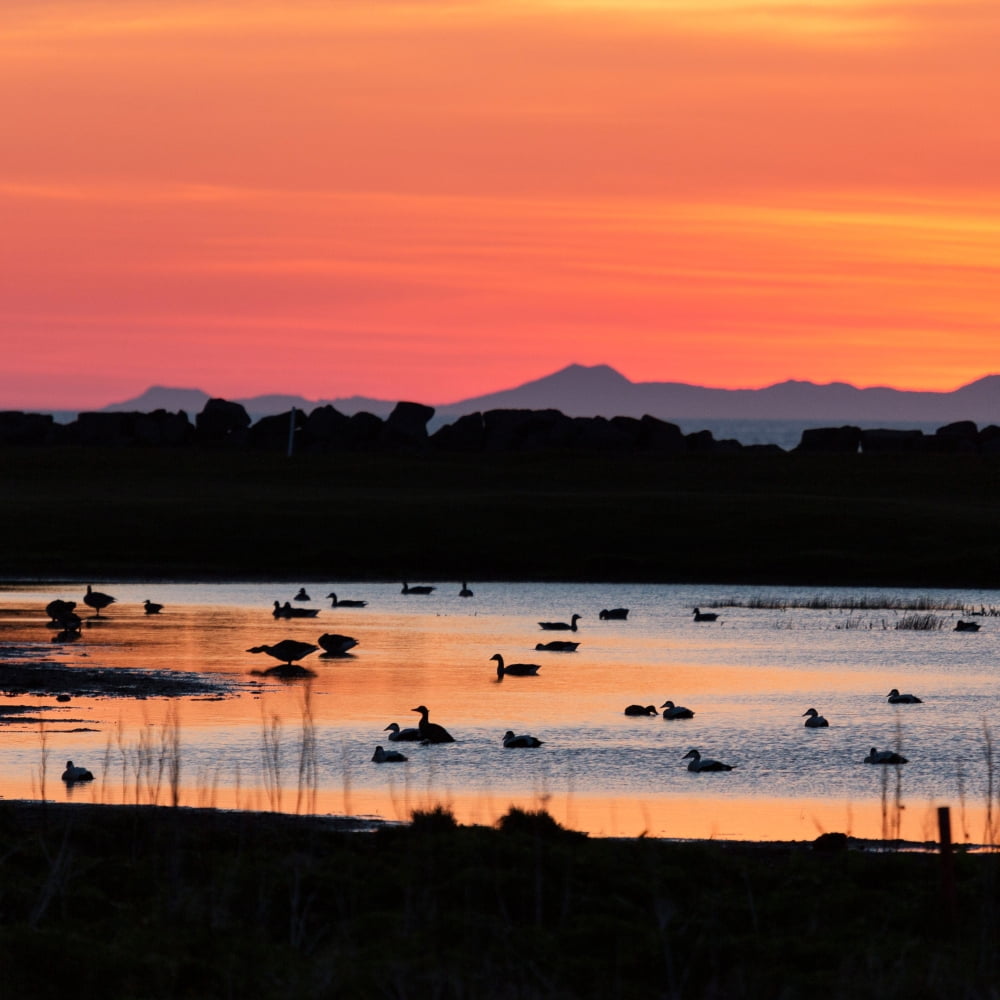 MIdnight Sun Reykjavik Iceland Canvas Art - Panoramic Images (24 x 24)