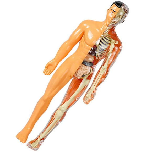MLINS 1Pack Human Body Model for Kids Science Kits 3D Anatomy Puzzle 11.20x3.93x1.18in