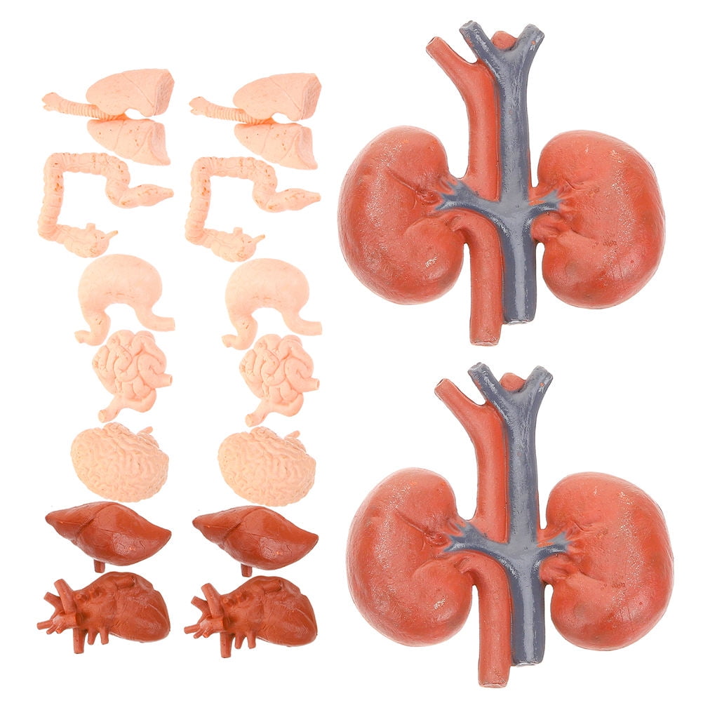 MLINS 2 Sets Human Torso Anatomy Model Removable Life-Size with Heart ...