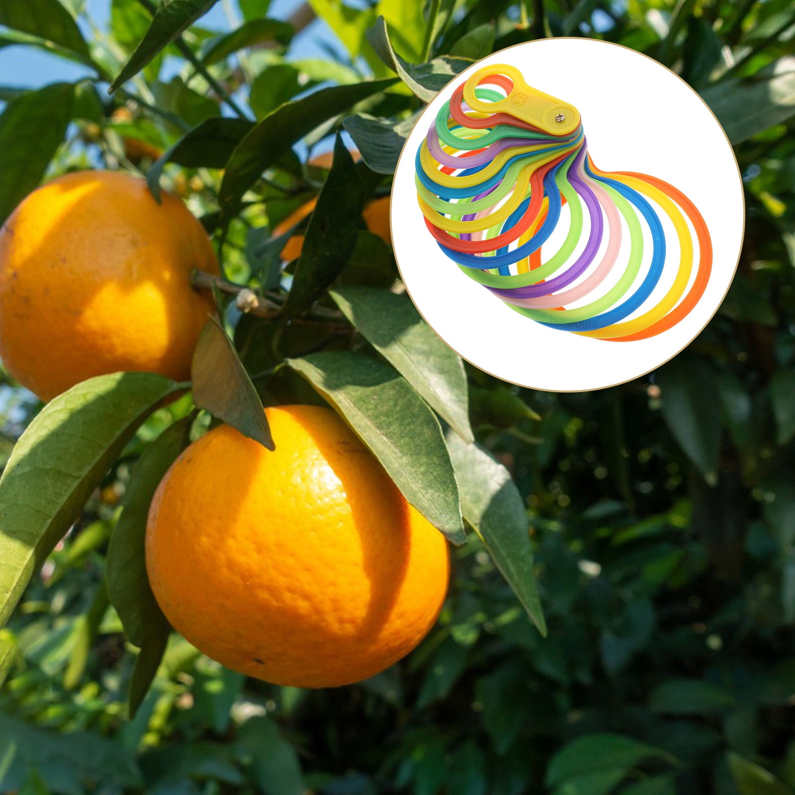 MLINS FRCOLOR 1 Set Fruit Diameter Measuring Tool Plastic Circles Gauge ...