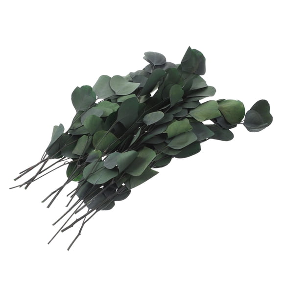 DINHEAROM Eucalyptus Leaves Immortal Eucalyptus Leaves Green Preserved Flower 1 Bundle