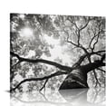 thumbnail image 1 of MLJA Black and White Wall Art Abstract Large Modern Oil Painting on Canvas Hand Painted Textured Tree Artwork Contemporary Art Home Decorations Wall Decor, 1 of 4