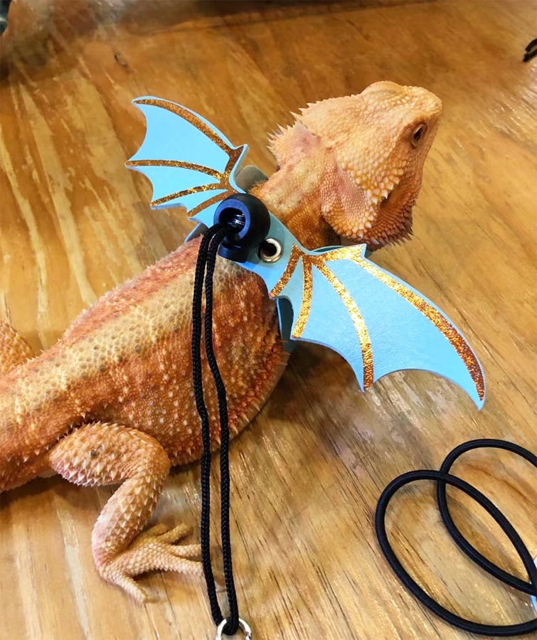 Bearded dragon harness petsmart discount