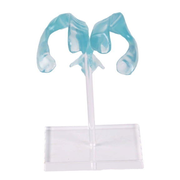 MOMOJIA Anatomically Correct Human Ventricle Model with Acrylic Base for Medicals Science Brain Ventricle Demonstration Tool