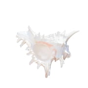 MOMOJIA Beach Theme Party Home Decorations Natural Conch Shell Decors Large Seashells