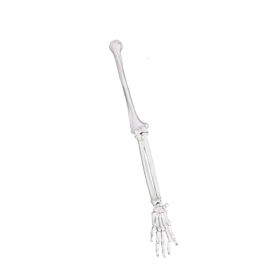 MOMOJIA Detailed Upper Limb Anatomy Model Suitable for Clinical Students and Educators