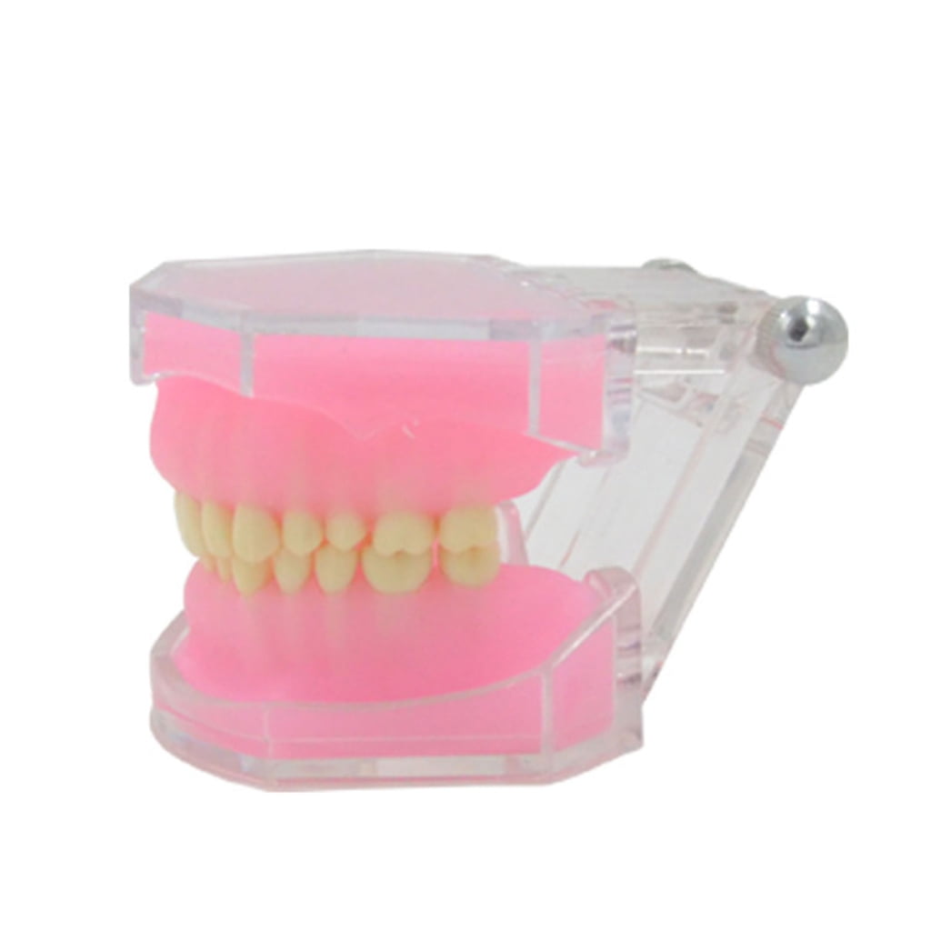 MOMOJIA Teeth Model Typodont Teeth Model Detachable Teeth Model for Teaching