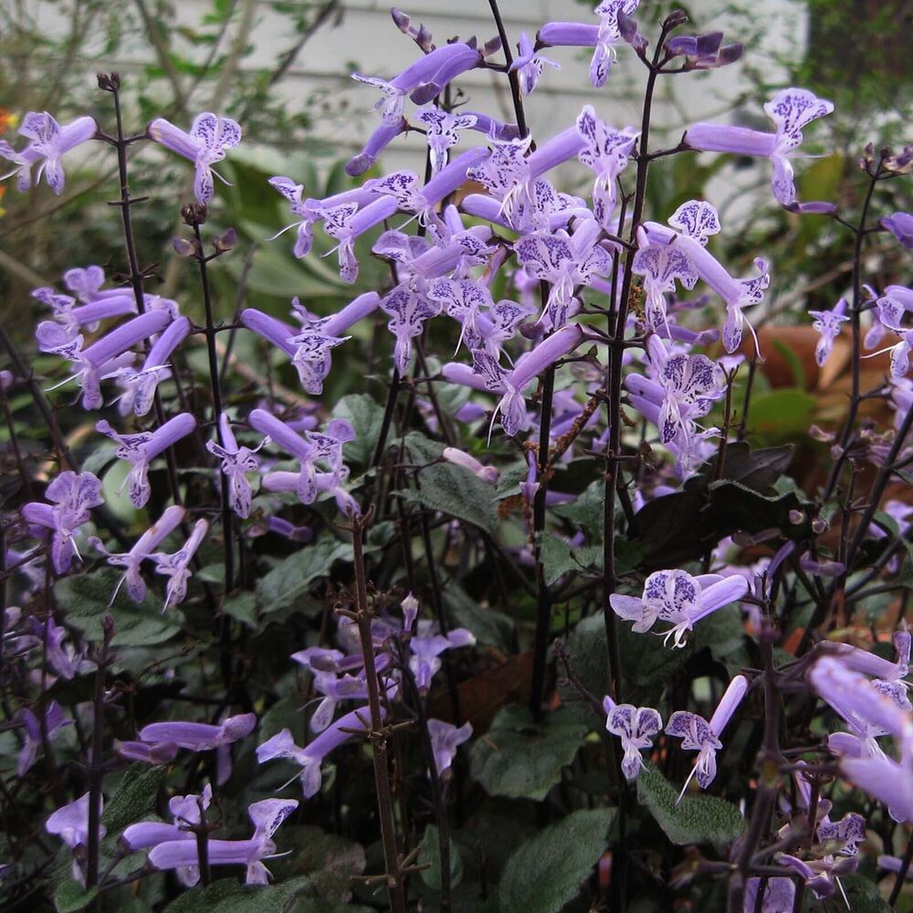 MONA LAVENDER Perennial Plant Long Lasting Purple Spike Flower Shade