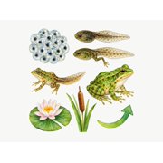 MOOGCO Frog Life Cycle Wall Decals, Set of 8 Educational Peel and Stick Wall Stickers, Classroom Playroom Decor, Kids Learning Wall Art, 20"W x 20"H 50 x 50 cm