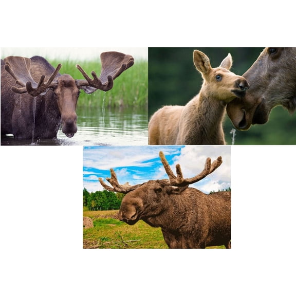 MOOSE- in Pond and with Calf - 3 Lenticular 3D Postcard Greeting Cards