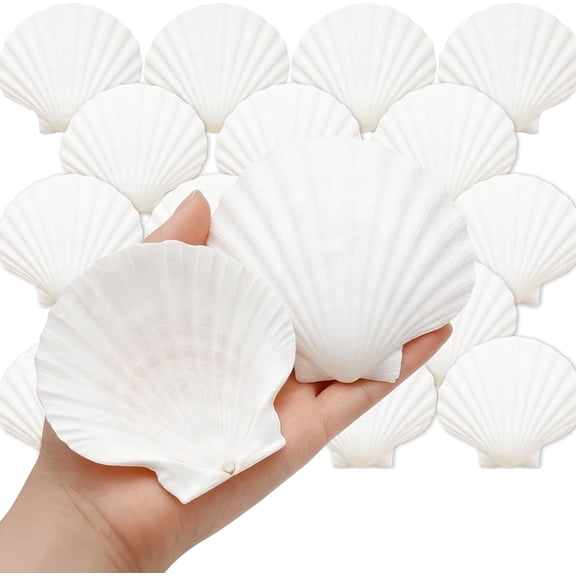 MORAVE 20 PCS 3.5-4 Inch Natural White Scallop Shells, Seashells for DIY Painting Craft Baking Beach Wedding Home Decor