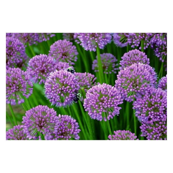 MOWENTA Millenium Onion Live Plant in Gallon Pot, Perenial