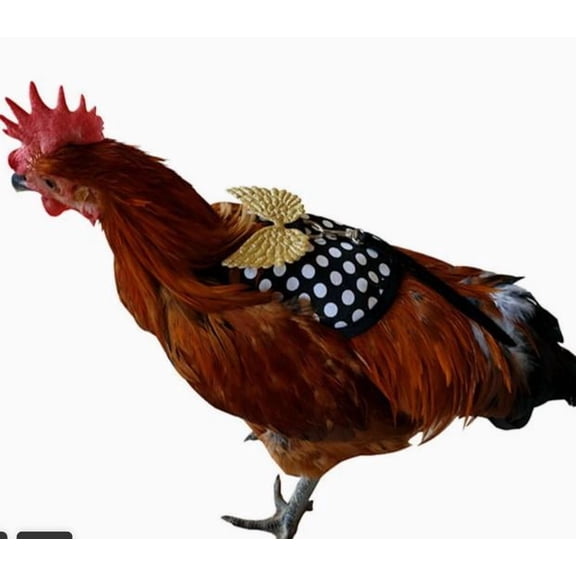 MRLESS Adjustable Chicken Harness and Leash for Outdoor Use, Fashionable Pet Bird Vest Costume Clothes for Hen, Duck, Goose - Black