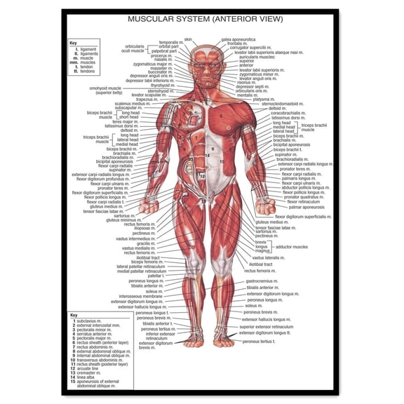 MUSCULAR SYSTEM Medical Poster Wall Art - Human Anatomy Picture Chart Body Structure Decor, Unframed Gallery Canvas Print Painting Home Decor for Office Home Living Room Classroom,White