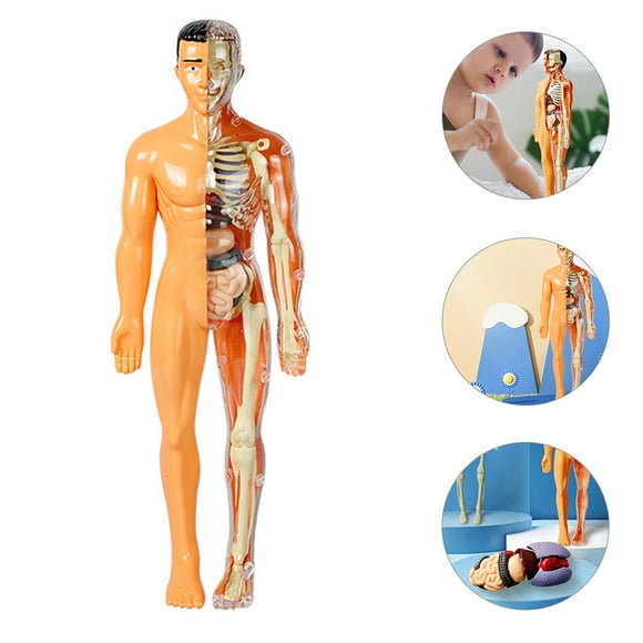 MUSEYA Anatomy Models Human Body Plastic 3D Model for Teaching Use 1Pack