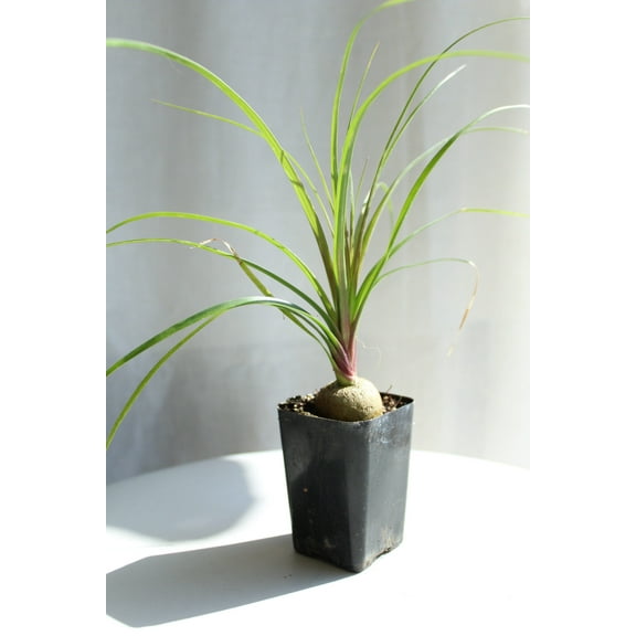 MY SHELFIE -Ponytail Palm (Beaucarnea Recurvata) Live Indoor House Plant in 2-Inch Pot  Low Maintenance, Air-Purifying Plant