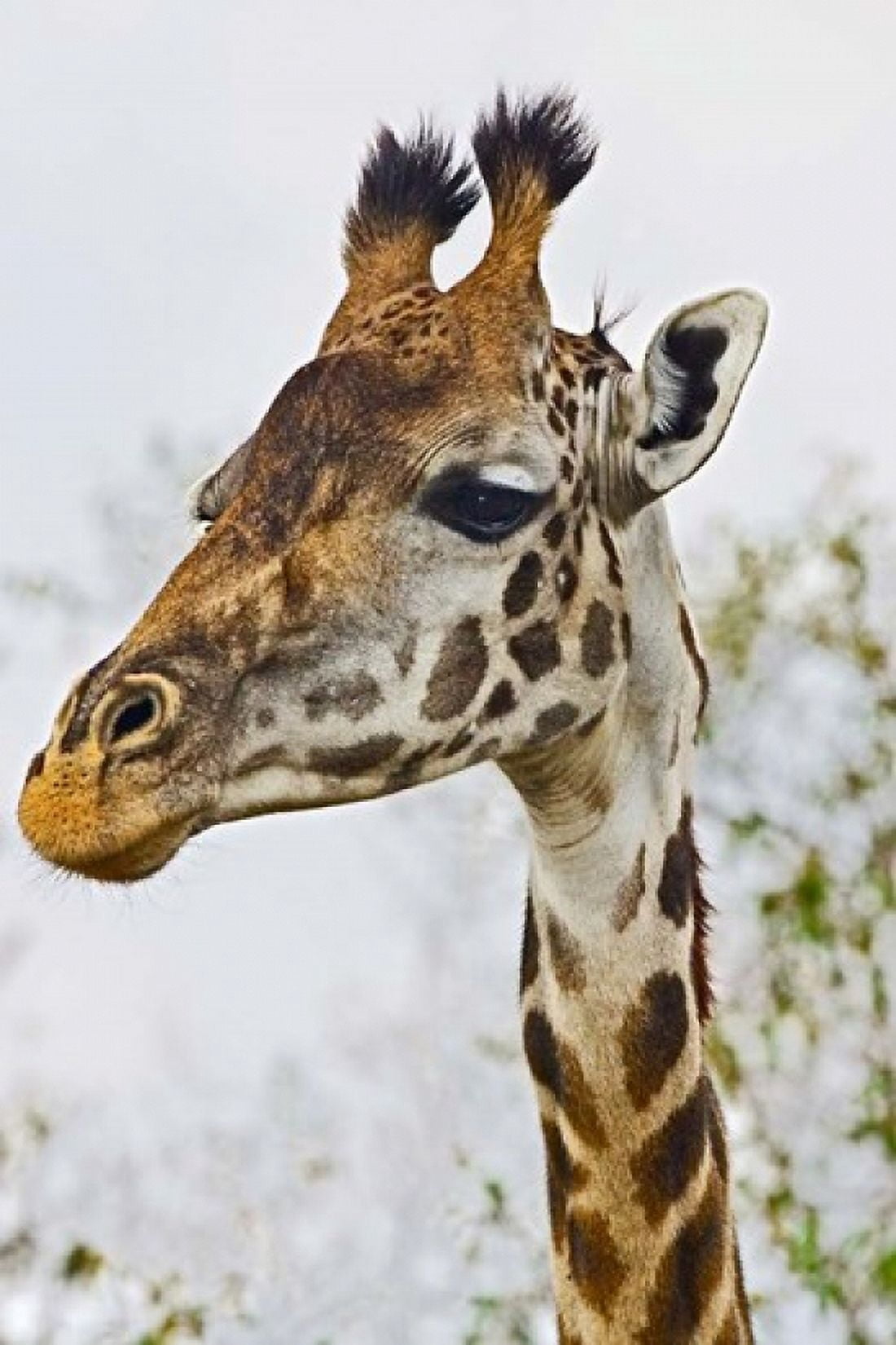 Maasai Giraffe Feeding Maasai Mara Kenya Canvas Art - Joe Restuccia III DanitaDelimont (23 x 35)