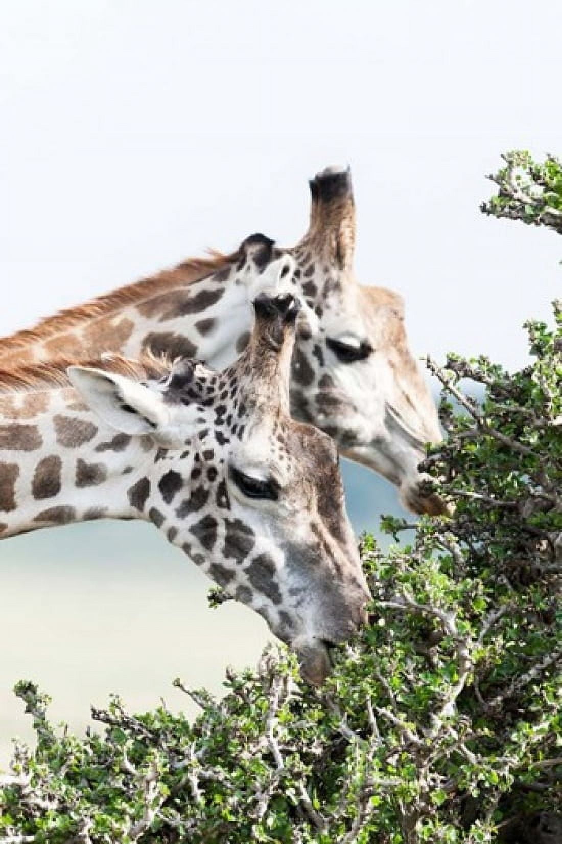Maasai Giraffe Maasai Mara Game Reserve Kenya Canvas Art - Martin Zwick DanitaDelimont (25 x 38)