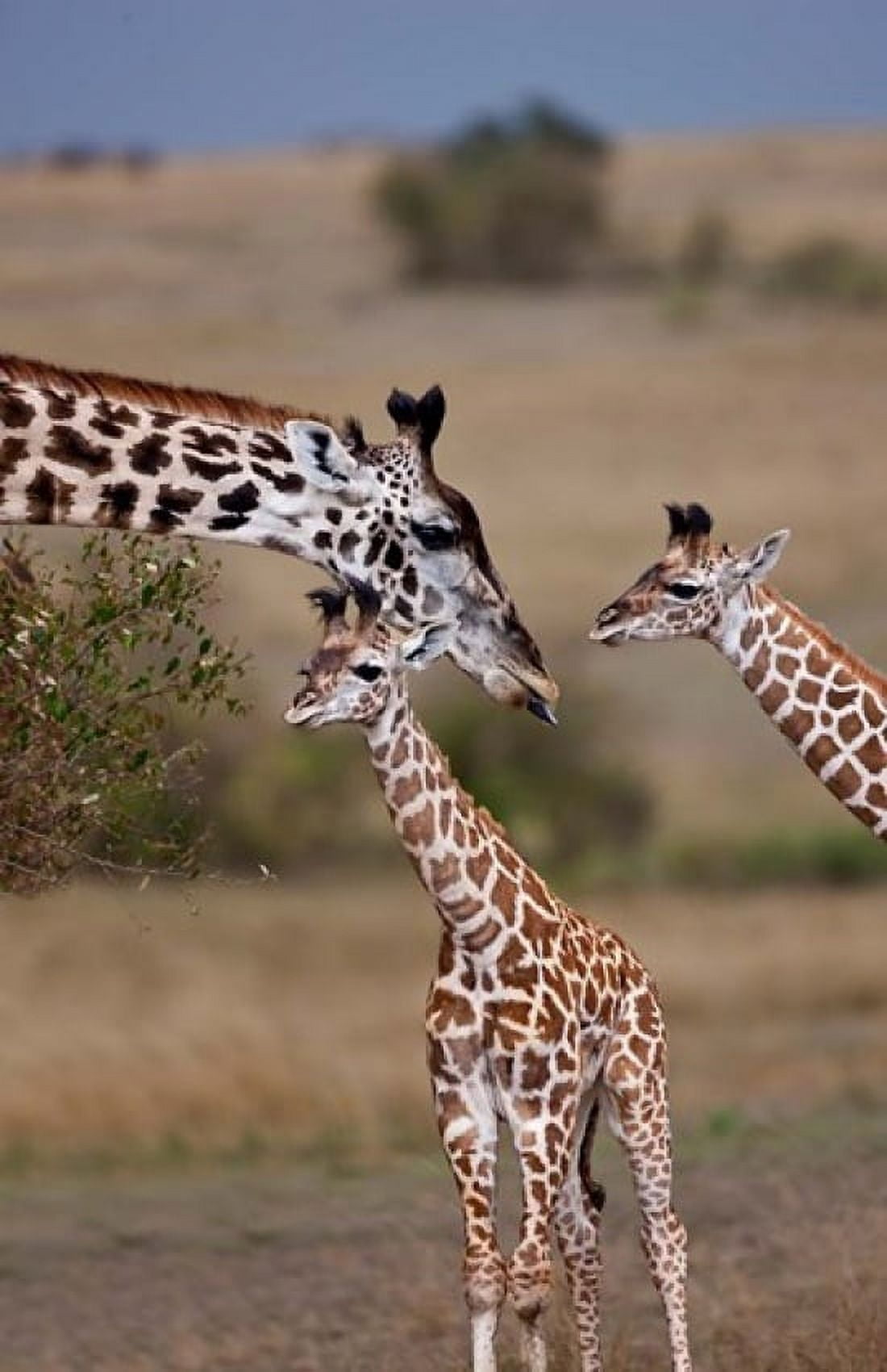 Maasai Giraffe Masai Mara Kenya Canvas Art - Joe Restuccia III DanitaDelimont (23 x 35)