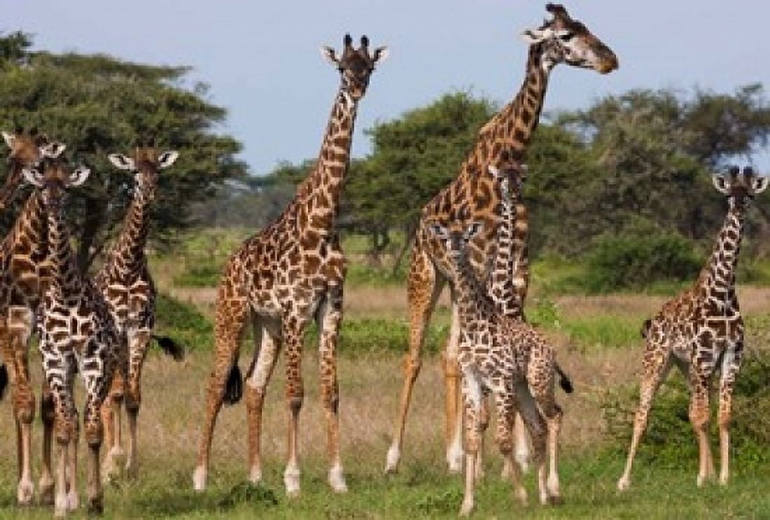 Maasai giraffe Serengeti NP Tanzania Canvas Art - Art Wolfe DanitaDelimont (24 x 15)