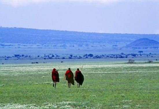 Maasai on Serengeti Africa Canvas Art - Panoramic Images (24 x 17)