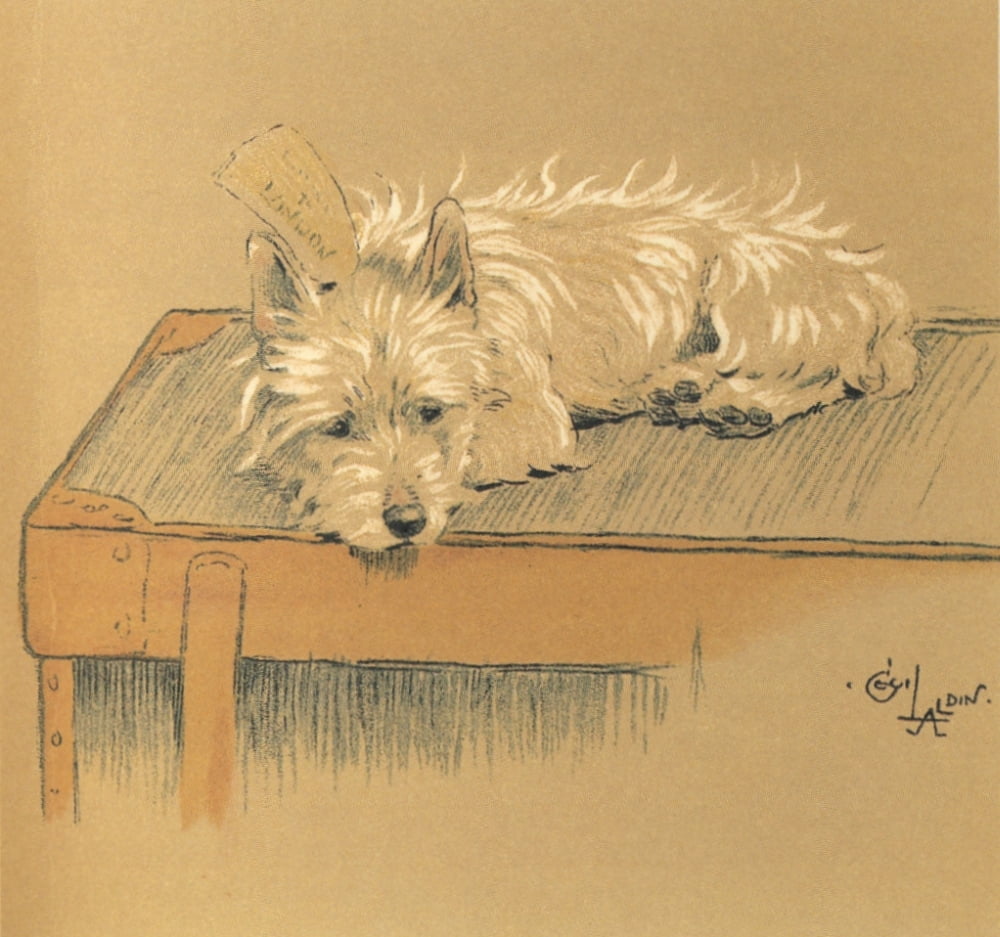 Mac 1912 Resting on table Canvas Art - Cecil Aldin (24 x 36)