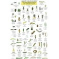 thumbnail image 1 of Mac's Guides (Flash Cards): Mac's Field Guides: Southeast Garden Bugs (Other), 1 of 1
