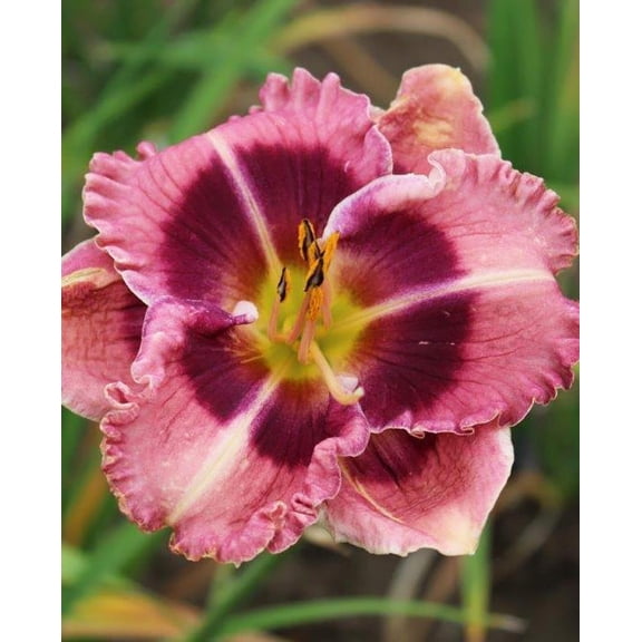 MacBeth Eyezone Daylily - 3 Root Divisions