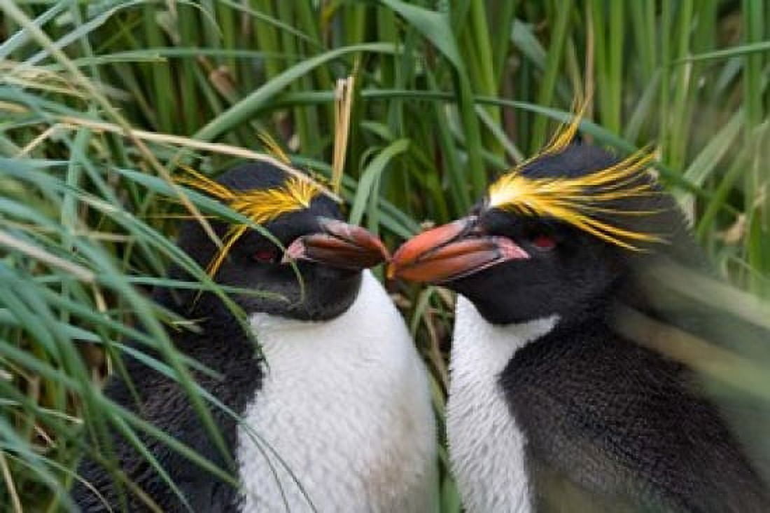Macaroni Penguin Cooper Baby Antarctica Canvas Art - Keren Su DanitaDelimont (35 x 23)