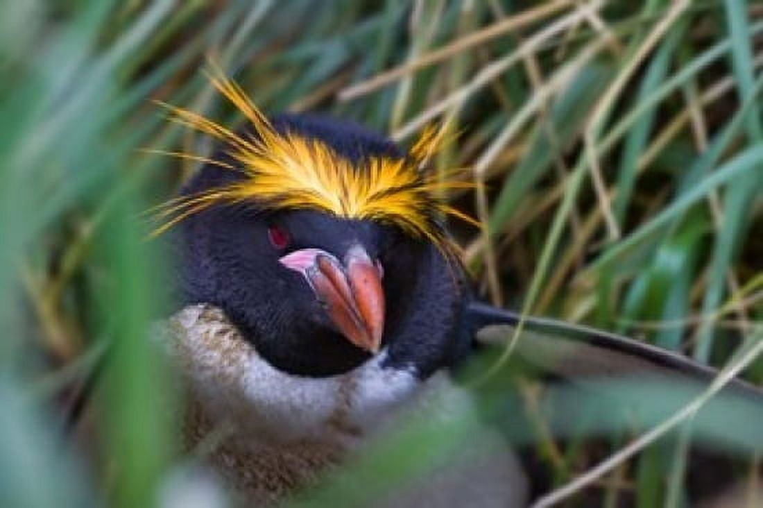 Macaroni Penguin in the grass Cooper Baby South Georgia Antarctica Canvas Art - Keren Su DanitaDelimont (35 x 23)