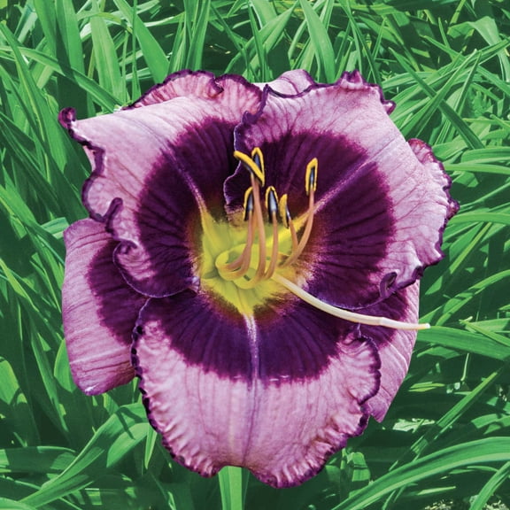 Macbeth Purple Flowering Reblooming Daylily (Hemerocallis) Dormant Bare Root Perennial Plants, 3-Pack
