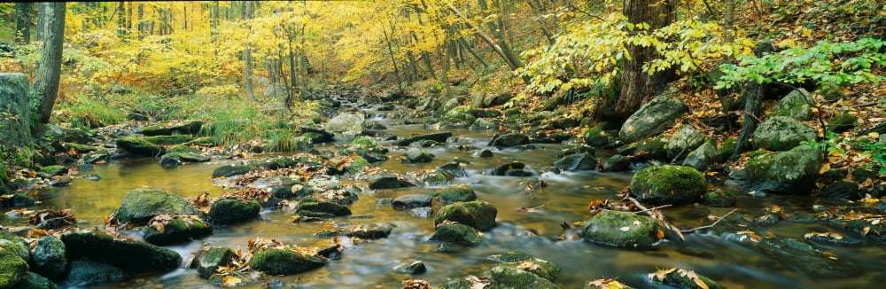 Macedonia Brook State Park Connecticut Canvas Art - Panoramic Images (27 x 9)