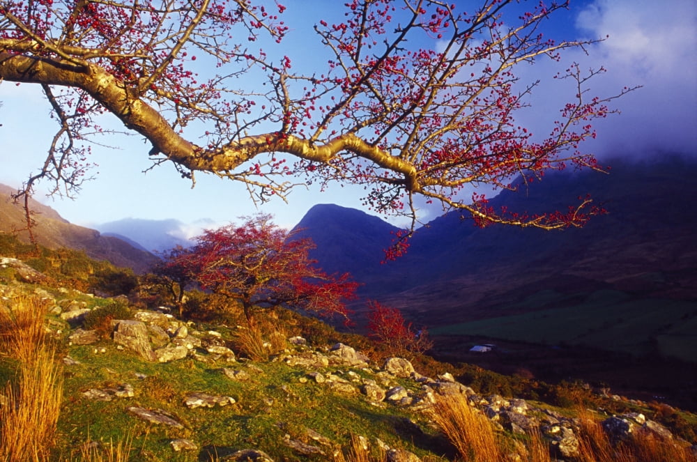 Macgillycuddys Reeks County Kerry Ireland Rowan Tree Canvas Art - Gareth McCormack Design Pics (18 x 12)