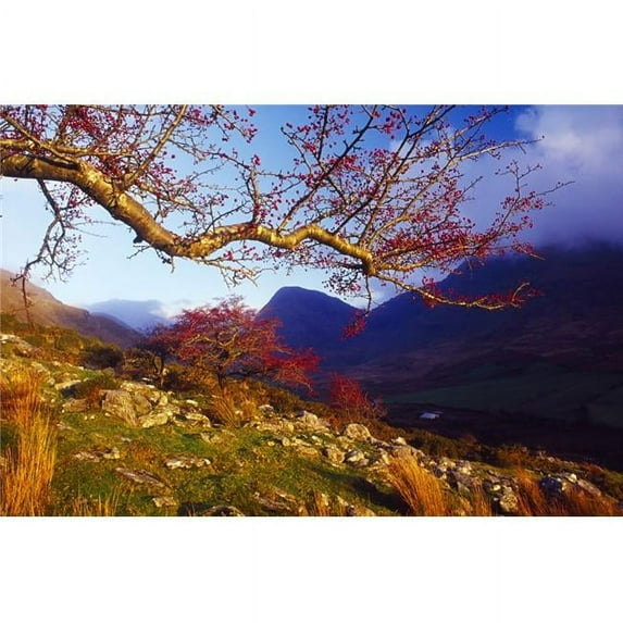 Macgillycuddys Reeks County Kerry Ireland - Rowan Tree Poster Print by Gareth McCormack - 36 x 24 - Large